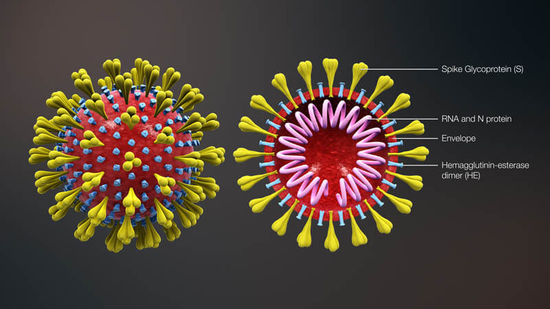 A coronavirus cross-section. Credit: Scientific Animations/CC BY-SA 4.0